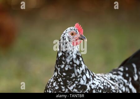 Schwedische Blume Huhn Stockfoto