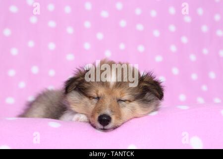 Schlafen Shetland Sheepdog Welpen Stockfoto