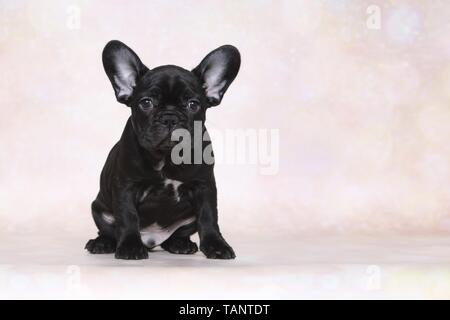 Französische Bulldogge Welpen sitzen Stockfoto