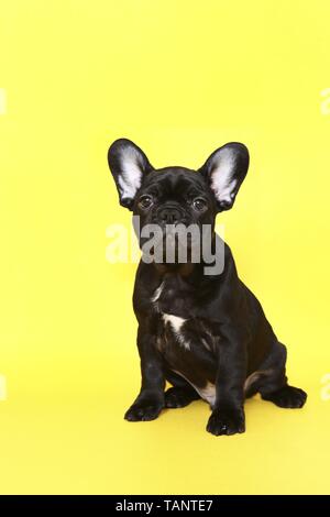 Französische Bulldogge Welpen sitzen Stockfoto