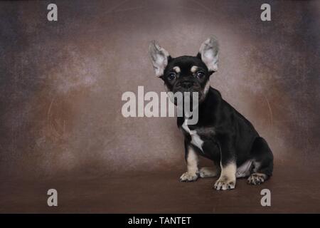 Französische Bulldogge Welpen sitzen Stockfoto
