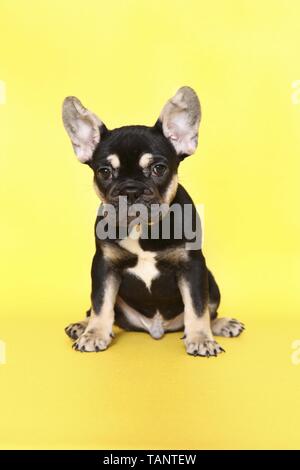 Französische Bulldogge Welpen sitzen Stockfoto