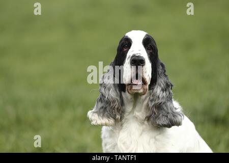 Englischer Cocker Spaniel Portrait Stockfoto
