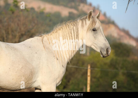 Schöne weiße Arabian Horse betrachten sie im Herbst Stockfoto