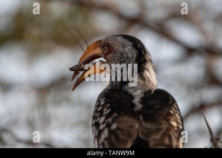 Eine Yellow-Billed Hornbill mit einer Heuschrecke im Schnabel, Hluhluwe, Südafrika. Stockfoto