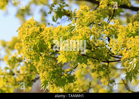 Grüne Blumen und kleine Blätter eines Ahornbaum im hellen Sonnenlicht an einem schönen, sonnigen Tag des Frühlings. Stockfoto