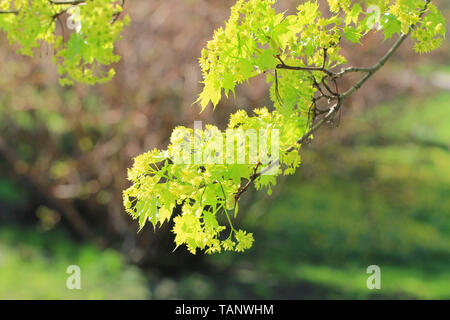 Helle grüne Blumen und kleine Blätter eines Ahornbaum im hellen Sonnenlicht an einem schönen Frühlingstag. Stockfoto