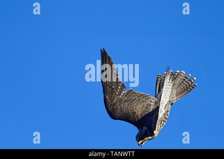 Sakerfalke Falco cherrug, fliegen. Stockfoto
