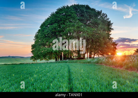 Sonnenuntergang über einem Büschel der Buche Bäume wachsen auf Hügelgräber in Feldern auf dem Höhenweg Fernwanderweg West Kennet an der Strecke in der Nähe von Avebury in der Wiltshir Stockfoto