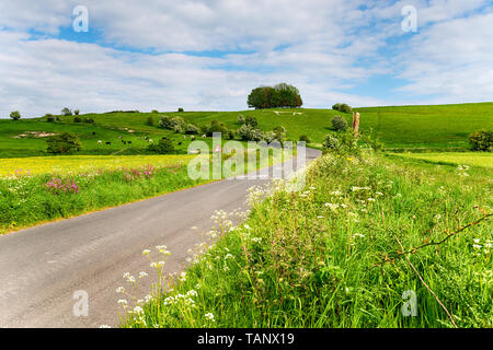 Ein Feldweg Wicklung bergauf hinter dem weißen Pferd auf Hackpen Hill in Wiltshire Stockfoto