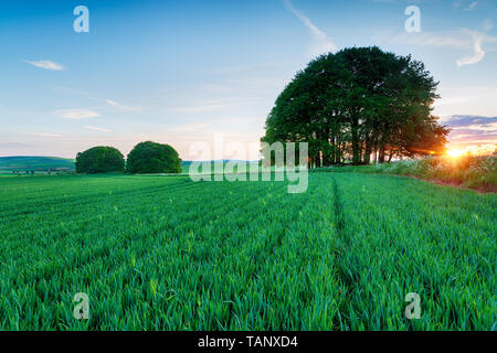 Sonnenuntergang über Gerste Felder auf den Ridgeway Fernwanderweg West Kennet an der Strecke in der Nähe von Avebury in die Landschaft von Wiltshire Stockfoto