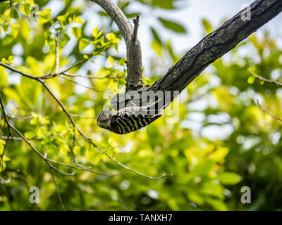 Eine japanische pygmy Specht, Yungipicus kizuki, sitzstangen unter eine Zweigniederlassung, die in einem japanischen Wald. Stockfoto