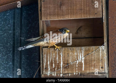 Turmfalke Falco tinnunculus (falconidae) nisten in einen unbenutzten Schleiereule, am Stadtrand von Earls Barton. Northamptonshire. Stockfoto