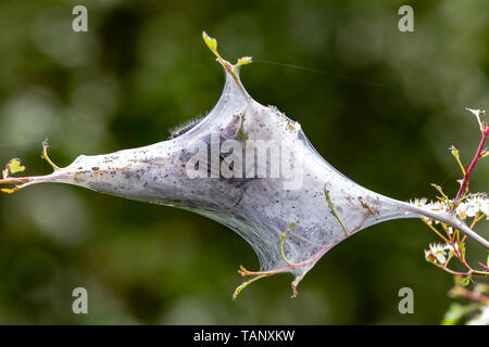 Eiche Processionally motten Caterpillar web Nest, Sommer Leys Naturschutzgebiet, Northamptonshire. Stockfoto