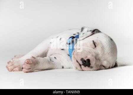 Dalmatiner Welpen Stockfoto