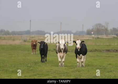 Fleckvieh Stockfoto