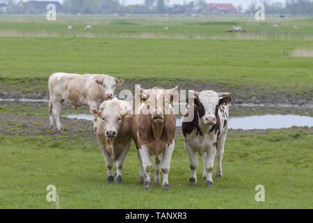 Fleckvieh Stockfoto