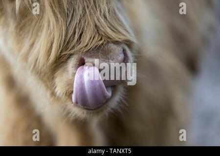 Hochlandrinder Stockfoto