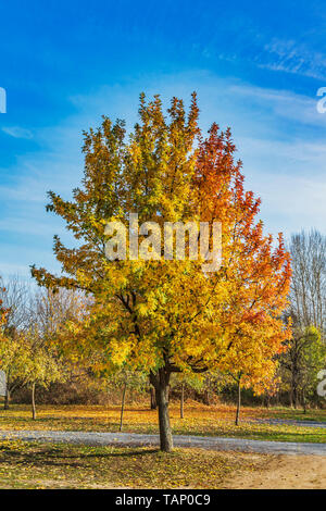 Gelbe Blätter einer Esche baum im Herbst, in Deutschland, in Europa Stockfoto