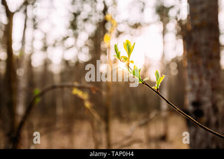 Sonnenlicht Sonnenstrahlen/-Blätter durch junge Frühling Grün Blatt Wachsen in der Filiale Wald Bush Pflanze Baum bei Sonnenaufgang oder Sonnenuntergang. Junges Blatt in der Sonne Stockfoto