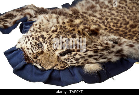 Eine Haut eines Schneeleoparden (Uncia uncia oder Panthera uncia), Zentralasien, 20. Jahrhundert Schön vorbereiteten Haut eines Snow Leopard auf einem blauen textile Unterlage. Leichte Spuren von Alter, einige der Krallen fehlen. Länge 185 cm (mit Schwanz), Breite 112 cm. CITES-Bescheinigungen zur Verfügung. Die Snow Leopard oder Unze verwendet in allen Hochgebirge Asiens zu finden, vom Hindukusch an den Himalaya, in Höhen bis zu 6.000 m. Heute ist die Bevölkerung überall gefährdet, und der Snow Leopard ist eine der knappsten Raubkatzen der Welt. Damit tr, Additional-Rights - Clearance-Info - Not-Available Stockfoto