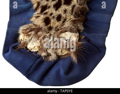 Eine Haut eines Schneeleoparden (Uncia uncia oder Panthera uncia), Zentralasien, 20. Jahrhundert Schön vorbereiteten Haut eines Snow Leopard auf einem blauen textile Unterlage. Leichte Spuren von Alter, einige der Krallen fehlen. Länge 185 cm (mit Schwanz), Breite 112 cm. CITES-Bescheinigungen zur Verfügung. Die Snow Leopard oder Unze verwendet in allen Hochgebirge Asiens zu finden, vom Hindukusch an den Himalaya, in Höhen bis zu 6.000 m. Heute ist die Bevölkerung überall gefährdet, und der Snow Leopard ist eine der knappsten Raubkatzen der Welt. Damit tr, Additional-Rights - Clearance-Info - Not-Available Stockfoto