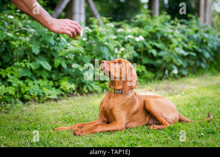 Gehorsam Ausbildung. Mann Schulung seiner vizsla der Hinlegen, Befehl Befehl ball Welpen als positive Verstärkung. Stockfoto