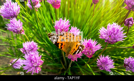 Wilden Schnittlauch und Painted Lady orange Schmetterling. Vanessa cardui, Nymphalidae oder Painted Lady aus der Nähe von Schnittlauch. Painted Lady orange Schmetterling auf Wild Stockfoto