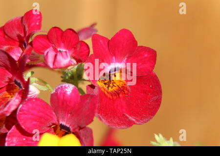 Rosa Nemesia Blumen blühen im Sommer Stockfoto