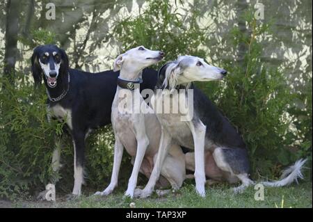 3 Salukis Stockfoto