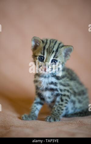 Junge Asian Leopard Cat Stockfoto