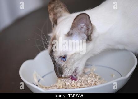 Balinesen Essen Stockfoto