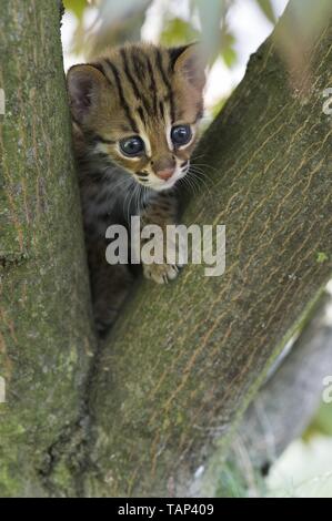 Junge Asian Leopard Cat Stockfoto