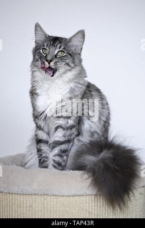 Norwegische Waldkatze sitzen Stockfoto