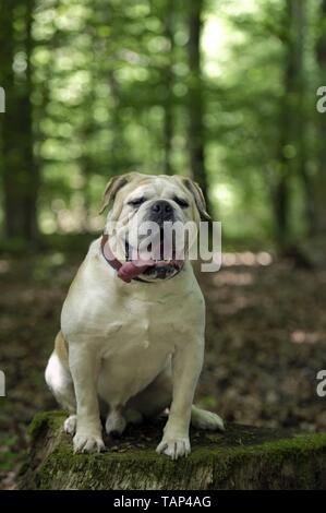 Olde English Bulldogge sitzend Stockfoto