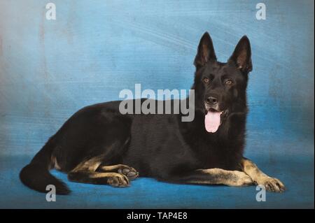 Deutscher Schäferhund liegend Stockfoto