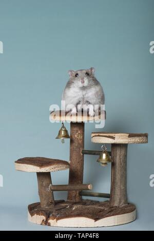 Dzhungarian Zwerg-Hamster Stockfoto