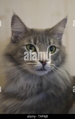 Norwegische Waldkatze-Katze-Portrait Stockfoto
