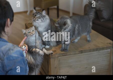 Norwegische Waldkatzen Stockfoto