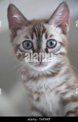 Bengal Katze in der Wohnung Stockfoto