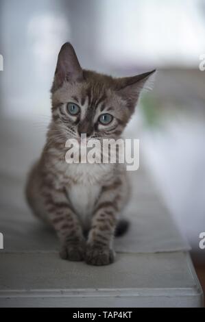 Bengal Katze in der Wohnung Stockfoto