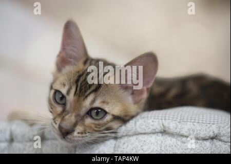 Bengal Katze in der Wohnung Stockfoto