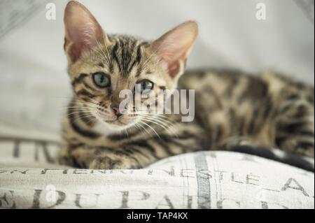 Bengal Katze in der Wohnung Stockfoto