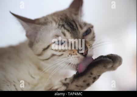 Bengal Katze in der Wohnung Stockfoto