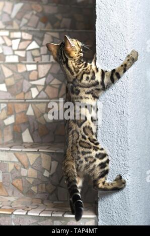 Bengal Katze in der Wohnung Stockfoto