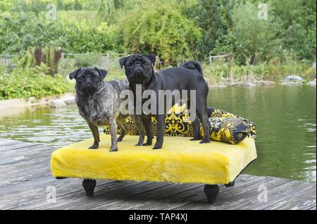 2 pugs Stockfoto