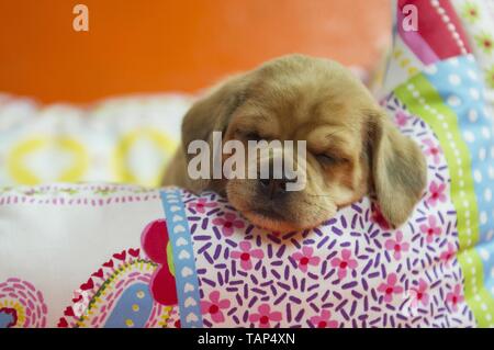 Puggle Welpen Stockfoto