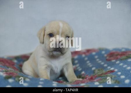 Puggle Welpen Stockfoto