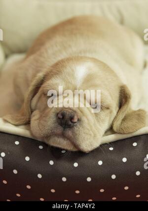 Puggle Welpen Stockfoto
