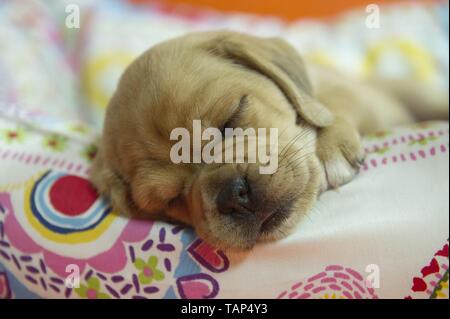 Puggle Welpen Stockfoto